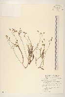 兔仔菜藏品圖，第1張