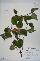 紅子莢迷藏品圖，第1張