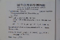 紅子莢迷藏品圖，第2張