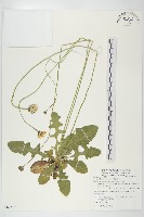 貓兒菊藏品圖，第1張