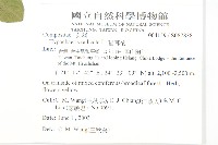 貓兒菊藏品圖，第2張