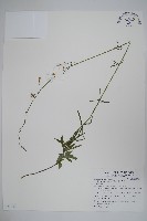 輪葉沙參藏品圖，第1張