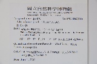 輪葉沙參藏品圖，第2張