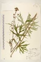 高山破傘菊藏品圖，第1張