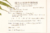 高山破傘菊藏品圖，第2張