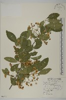 厚葉衛矛, 源一木藏品圖，第1張