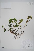 蘭嵌馬藍藏品圖，第1張