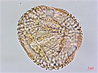 伊澤山龍膽藏品圖，第3張