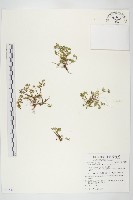 玉山佛甲草藏品圖，第1張