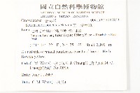 玉山佛甲草藏品圖，第2張
