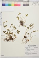 鹿場毛茛藏品圖，第1張