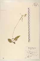 刀傷草藏品圖，第1張