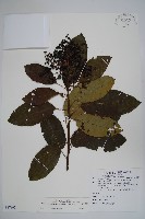 厚殼樹藏品圖，第1張