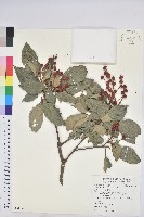 粗糠柴藏品圖，第1張