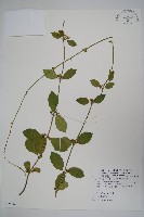 武靴藤藏品圖，第1張