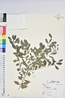 白飯樹藏品圖，第1張