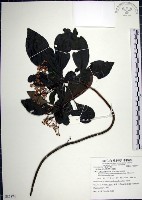 樹杞藏品圖，第1張