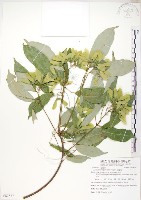 樟葉槭, 飛蛾子樹藏品圖，第1張