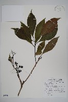 長花厚殼樹藏品圖，第1張