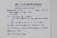 長花厚殼樹藏品圖，第2張