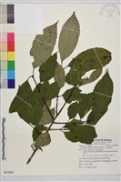 中原氏鼠李藏品圖，第1張