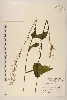 山苦藚、假福王草藏品圖，第1張