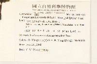 山苦藚、假福王草藏品圖，第2張