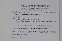 大花忍冬藏品圖，第2張