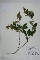 細梗絡石藏品圖，第1張