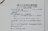 細梗絡石藏品圖，第2張