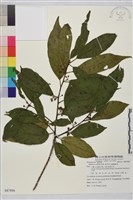 鈍齒鼠李藏品圖，第1張