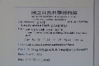 忍冬、金銀花藏品圖，第2張