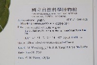 臺灣牛嬭菜藏品圖，第2張