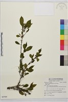 畢祿山鼠李藏品圖，第1張