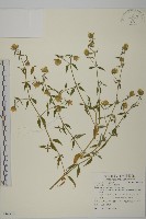 狗筋蔓藏品圖，第1張