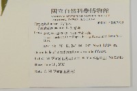 狗筋蔓藏品圖，第2張