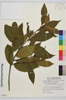 鈍齒鼠李藏品圖，第1張