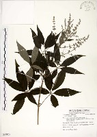 黃荊藏品圖，第1張