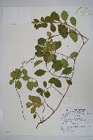 武靴藤藏品圖，第1張