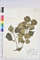 烏臼藏品圖，第1張