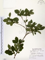 灰木藏品圖，第1張