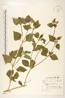貓腥草藏品圖，第1張