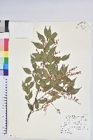 巒大越橘藏品圖，第1張