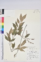 巒大越橘藏品圖，第1張