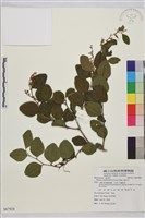 馬甲子藏品圖，第2張