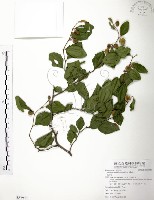 馬甲子藏品圖，第1張