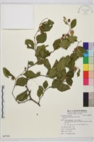 馬甲子藏品圖，第2張