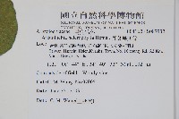 異葉馬兜鈴藏品圖，第2張