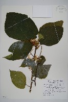 華八角楓藏品圖，第1張