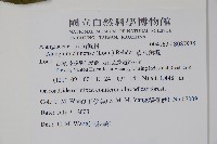 華八角楓藏品圖，第2張